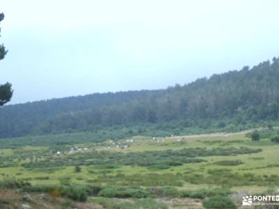 Mojonavalle - Sestil de Maillo: Bosques de Canencia;mochila montaña hayedo irati parque de la pedriz